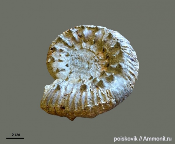 аммониты, головоногие моллюски, берриас, Крым, Ammonites, Pomeliceras