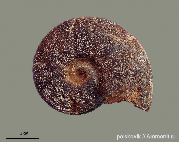 аммониты, головоногие моллюски, берриас, Крым, Ammonites