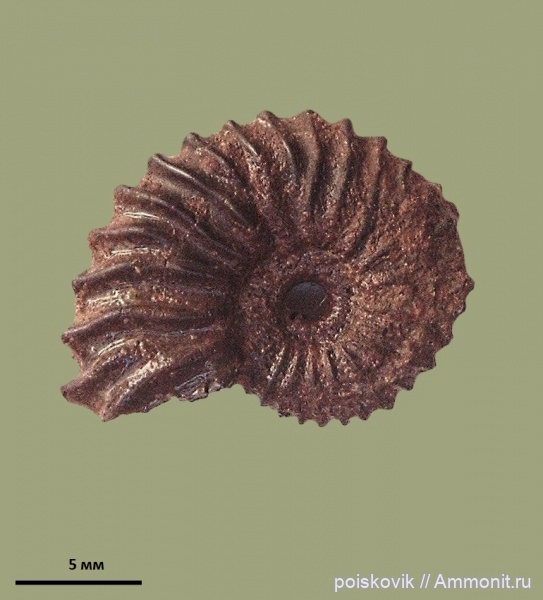 аммониты, головоногие моллюски, берриас, Крым, Ammonites, Neocosmoceras, Neocosmoceras euthymi