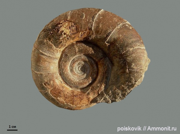 аммониты, головоногие моллюски, берриас, Крым, Ammonites, Protetragonites tauricus, Protetragonites