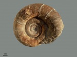 Protetragonites tauricus