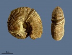 Olcostephanus