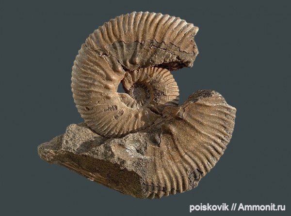 аммониты, головоногие моллюски, берриас, Крым, Ammonites, Dalmasiceras