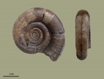 Protetragonites tauricus