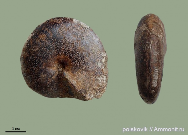 аммониты, головоногие моллюски, Крым, Euphylloceras, Ammonites, Phylloceratidae, Euphylloceras ponticuli