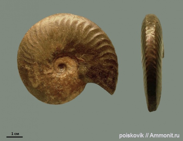 аммониты, головоногие моллюски, альб, Крым, Ammonites, Балаклава, Anahoplites planus, Anahoplites, Albian, эрратические валуны, верхний альб