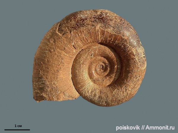 аммониты, головоногие моллюски, Крым, готерив, Biasaloceras, Ammonites, Biasaloceras subsequens, верхний готерив, Hauterivian