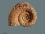 Biasaloceras