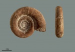 Protetragonites tauricus