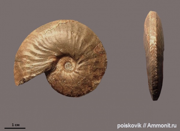 аммониты, головоногие моллюски, альб, Крым, Ammonites, Балаклава, Anahoplites planus, Anahoplites, эрратические валуны, верхний альб