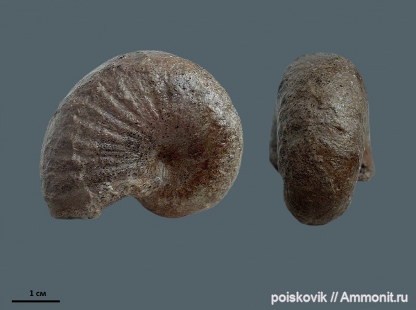 аммониты, головоногие моллюски, Крым, баррем, нижний баррем, Ammonites, Phyllopachyceras, Barremian