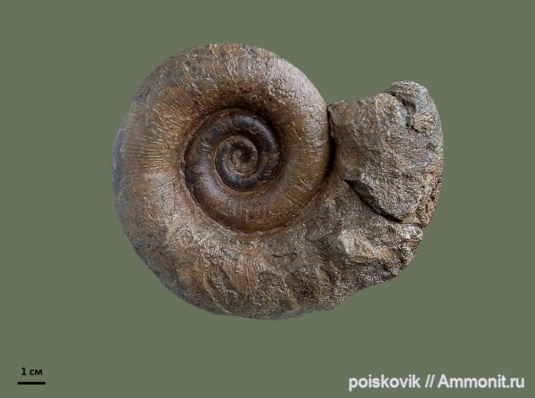 аммониты, головоногие моллюски, Крым, баррем, Biasaloceras, нижний баррем, Ammonites, Barremian