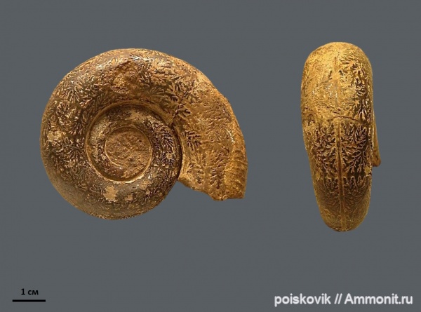 аммониты, головоногие моллюски, Крым, баррем, Biasaloceras, нижний баррем, Ammonites, Barremian