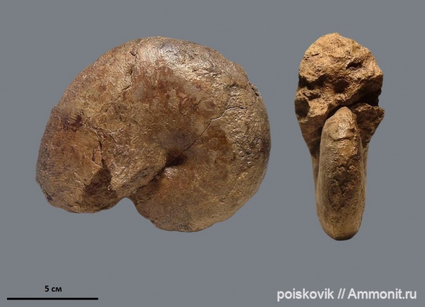 аммониты, головоногие моллюски, Крым, нижний баррем, Euphylloceras, Ammonites, Euphylloceras ponticuli