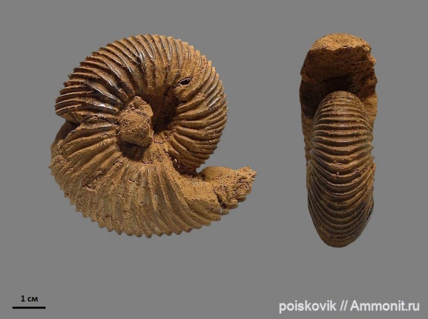 аммониты, головоногие моллюски, Крым, нижний баррем, Ammonites