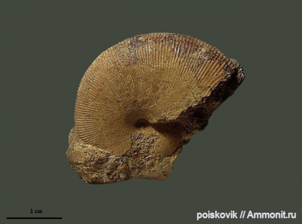 аммониты, головоногие моллюски, Крым, баррем, нижний баррем, Euphylloceras, Ammonites, Barremian, Euphylloceras ponticuli