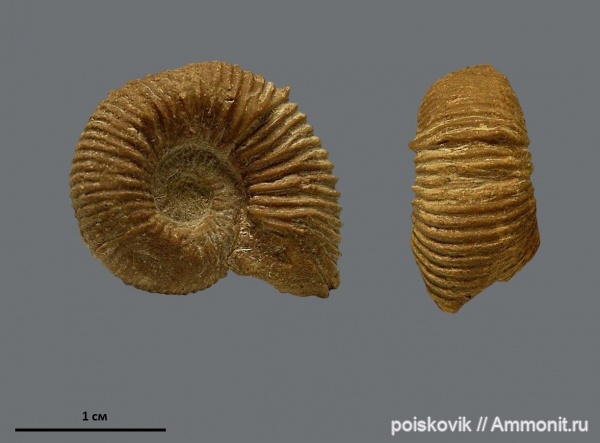 аммониты, головоногие моллюски, Крым, баррем, нижний баррем, Holcodiscus, Ammonites, Barremian, Holcodiscus gastaldinus