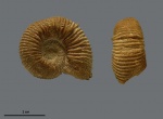 Holcodiscus gastaldinus