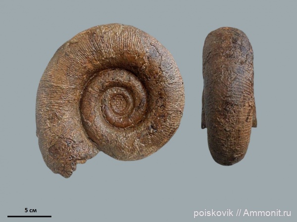 аммониты, головоногие моллюски, Крым, баррем, Biasaloceras, нижний баррем, Ammonites, Barremian