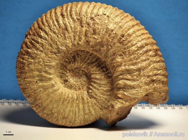 аммониты, головоногие моллюски, Крым, баррем, нижний баррем, Ammonites, Barremian