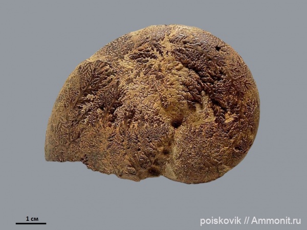 аммониты, головоногие моллюски, Крым, баррем, нижний баррем, Euphylloceras, Ammonites, Phylloceratidae, Barremian, Euphylloceras ponticuli