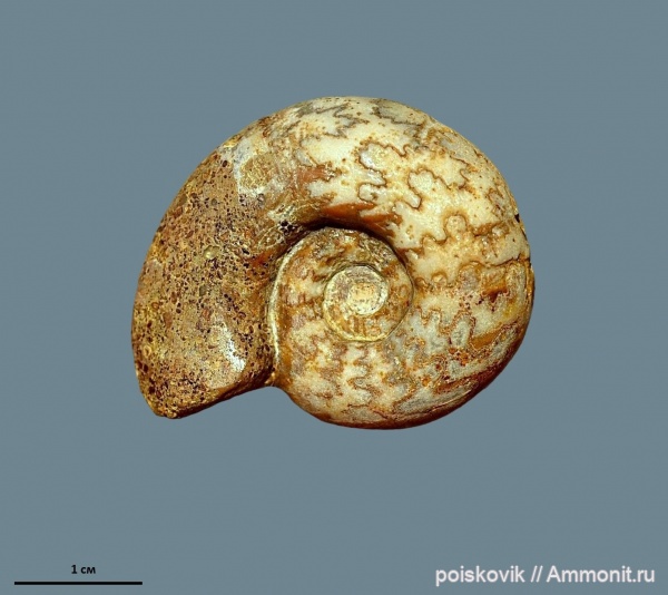 аммониты, головоногие моллюски, Крым, баррем, нижний баррем, Ammonites, Barremian