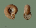 Olcostephanus