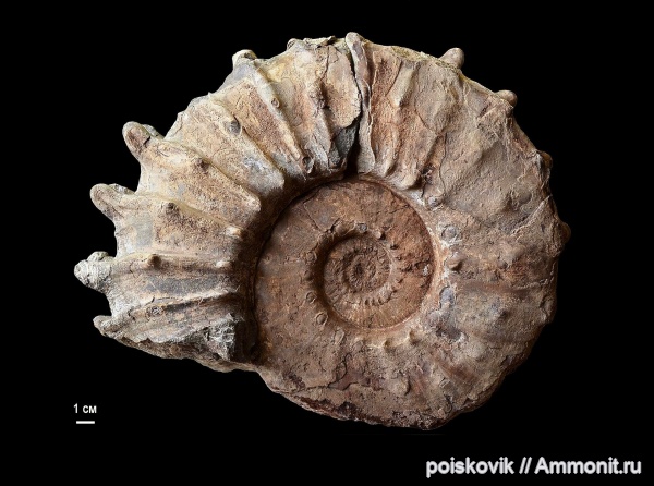 аммониты, головоногие моллюски, берриас, Крым, Ammonites, Neocosmoceras, Berriasian