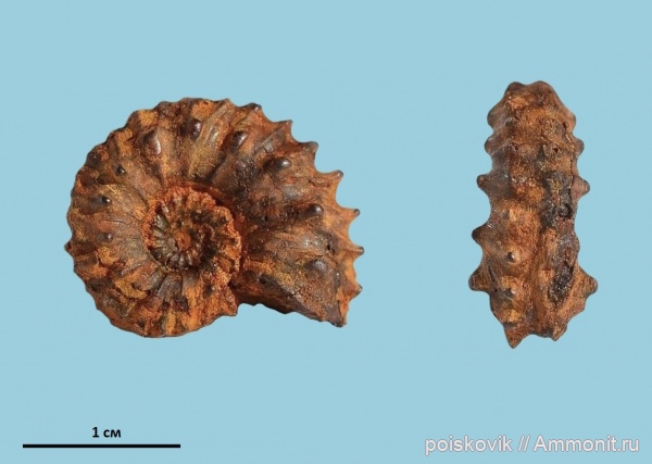 аммониты, головоногие моллюски, берриас, Крым, Ammonites, Neocosmoceras, Berriasian, Neocosmoceras minutus