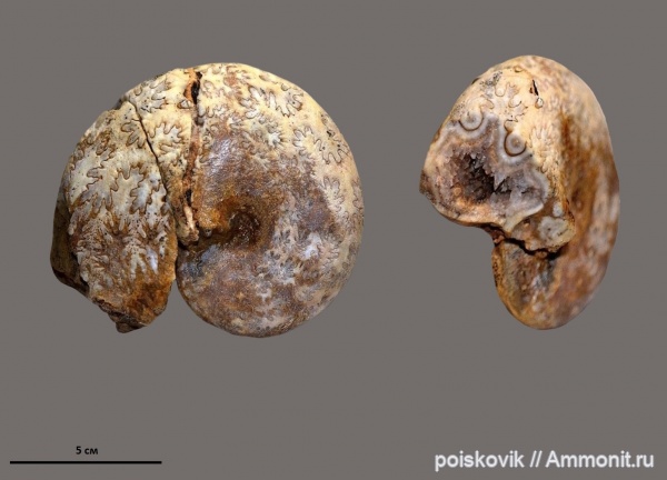 аммониты, головоногие моллюски, Крым, баррем, нижний баррем, Euphylloceras, Ammonites, лопастные линии, Barremian, Euphylloceras ponticuli