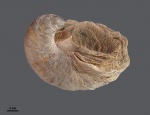 Gryphaea