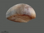 Protocardia sphaeroidea