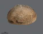 Antiquilima dubisiensis