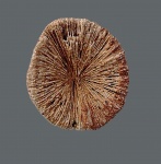 Cunnolites intumescens