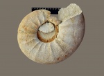 Pachydiscus Pachydiscus