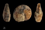 Aulaconautilus sexcarinatus Aulaconautilus sexcarinatus