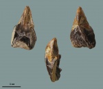 Hadrocheilus Hadrocheilus