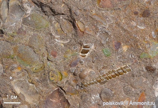 альб, Крым, Балаклава, Albian, верхний альб