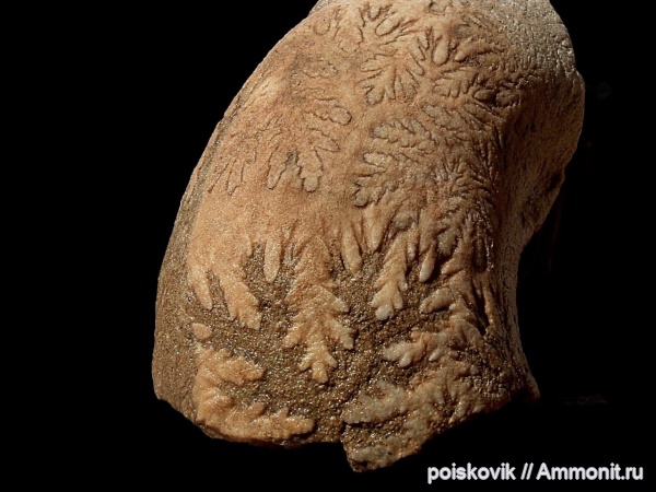 аммониты, головоногие моллюски, Крым, баррем, нижний баррем, Ammonites, лопастные линии