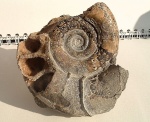 Protetragonites tauricus