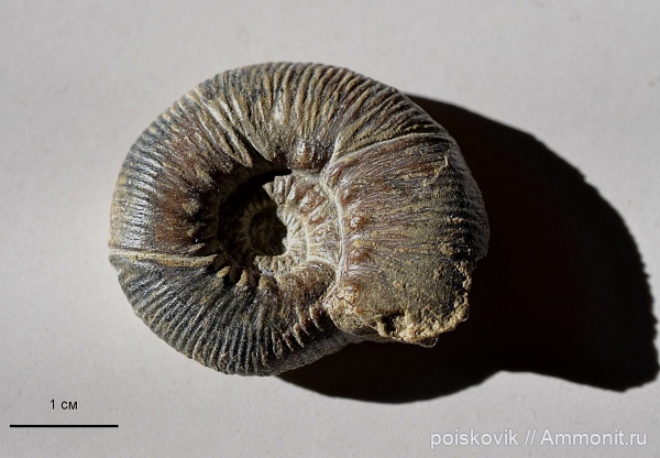 аммониты, головоногие моллюски, берриас, Крым, Ammonites, Olcostephanus