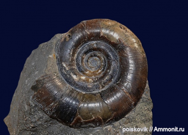 аммониты, головоногие моллюски, берриас, Крым, Ammonites, Protetragonites