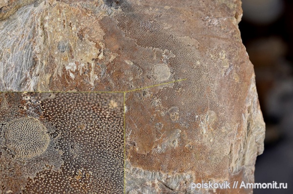 аммониты, головоногие моллюски, Крым, Ammonites, точечный слой