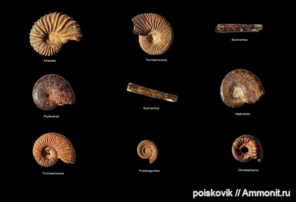 аммониты, головоногие моллюски, берриас, Крым, Ammonites, Berriasian