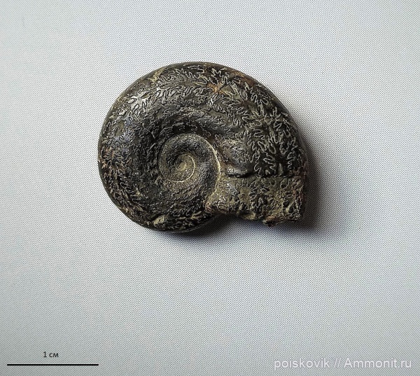 аммониты, Крым, баррем