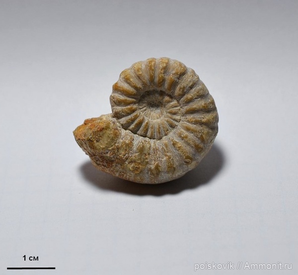 аммониты, головоногие моллюски, Крым, Ammonites, синемюр, Sinemurian