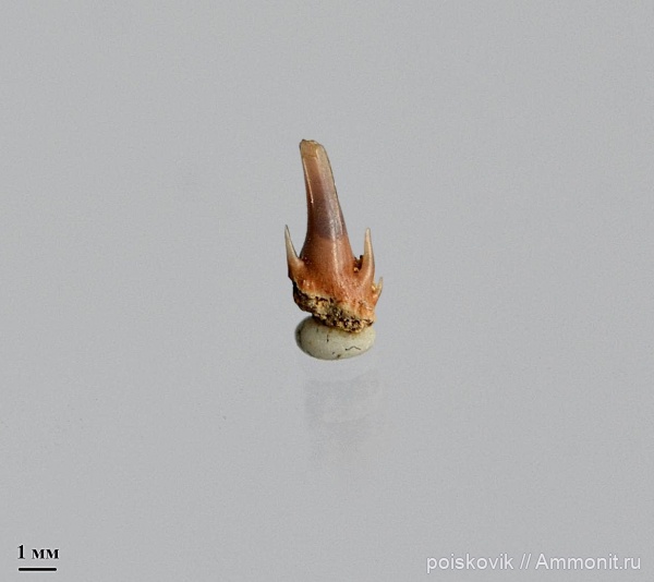 рыбы, Крым, зубы акул