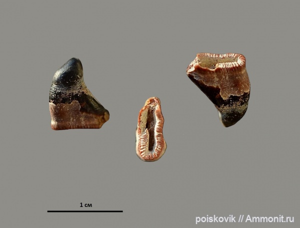 рыбы, зубы, Крым, fish, teeth