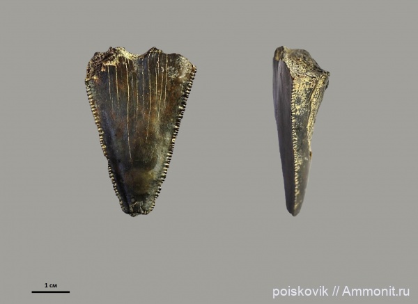 рыбы, зубы, Крым, зубы акул, Carcharocles, Otodus, fish, teeth, shark teeth