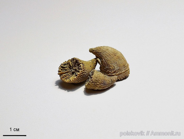 кораллы, Крым